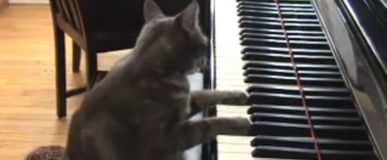 Hit YouTube: Kočka hrající na piano Hit YouTube: Kočka hrající na piano