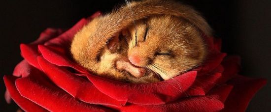 Romantik! Myšák si ustal v růži
