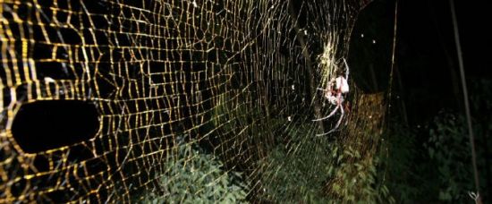 Pavoučí monstrum plete metrové sítě Pavoučí monstrum plete metrové sítě
