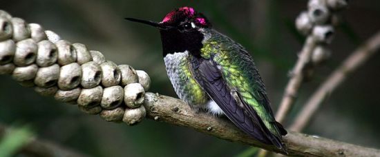 Šaty podle ptáků. To je ekomóda