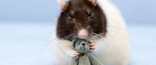Tohle je nejroztomilejší krysa na světě