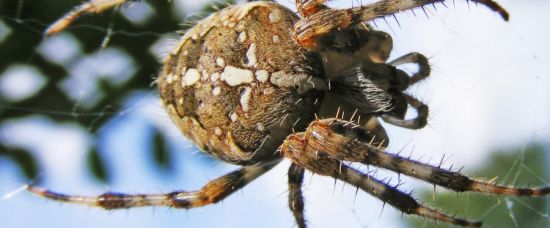 Superpevná pavoučí síť pro vaše kosti