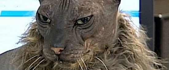 Tohle je nejšerednější kočka na světě