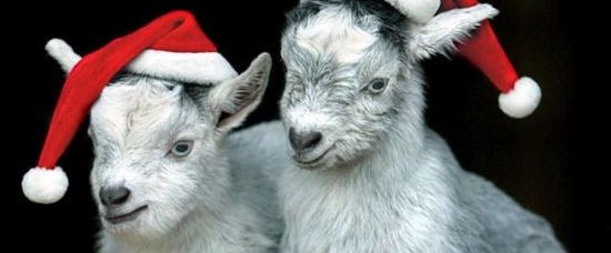 Fotovtípky: zvířátka slavila Vánoce