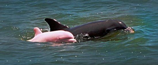 Růžový delfín. Zázrak, nebo hříčka přírody?