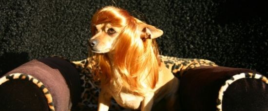 Psí paruky jdou na dračku