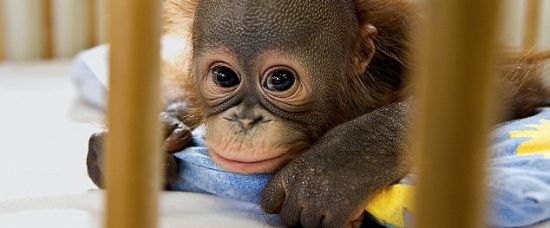 Podívejte! Nemocnice pro orangutaní miminka Podívejte! Nemocnice pro orangutaní miminka
