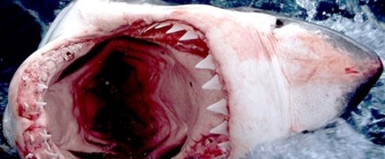 Nejstrašnější ryby na světě