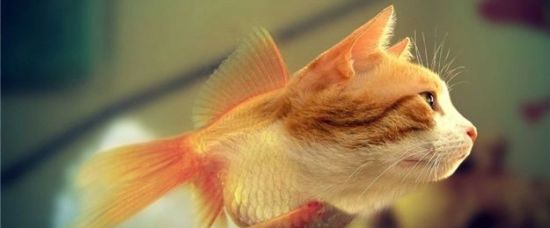 Neuvěřitelné obrazy z Photoshopu