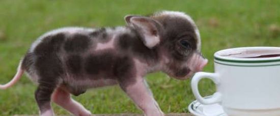 Módní hit: živé prasátko do kapsy