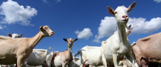 Mateřské mléko z koz? Blázniví Rusové