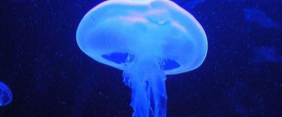 Obří medúza v poli