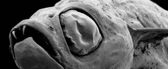 Nejdivnější zvířata světa