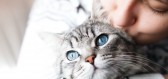 Hledáte ideálního domácího mazlíčka? Vhodné plemeno kočky pro vás prozradí vaše znamení