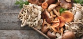 Ekonom Lukáš Kovanda vyjádřil obavu z možného zavedení poplatku za sběr hub