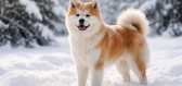 Která psí plemena jsou ve svém živlu, když venku napadne sníh?