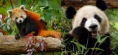 V čem si jsou podobné panda červená a panda velká?