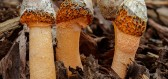 Nejpodivnější houby světa a ovlivňující zdraví i psychiku