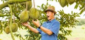 Durian: Nejdelikátnější ovoce, které ale nesnesitelně páchne