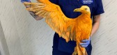 Záchrana exotického ptáka pobavila nejen veterináře