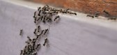 Jak vyzrát na mravence v kuchyni? Vsaďte na efektivní triky našich babiček