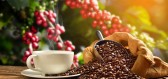 Káva a její zdravotní benefity – zdravější játra, lepší pamět i prevence rakoviny