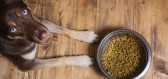 4 výhody suchého granulovaného krmiva pre vašich psích spoločníkov
