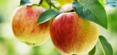O původu značky Apple a další zajímavá fakta o jablkách