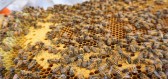 Vybavení pro včelaře: Najděte vše potřebné pod jednou střechou u Včelařství Rážovi