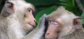 Za sex neplatí jen lidé, prostituci znají i primáti