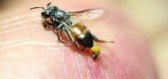 Až 100 včelích žihadel za měsíc doporučuje léčebná metoda zvaná apiterapie