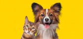 3 tipy, jak spřátelit kočku a psa