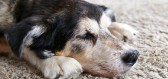 Cushingův syndrom může postihnout i vašeho psa