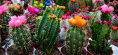 Jak úspěšně pěstovat kaktus
