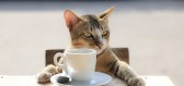 Kočičí kavárny – nahlédnutí do života jiného tvora