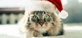 Podivné vánoční zvyky: kde se jezdí do kostela na bruslích a koho sní vánoční kočka?