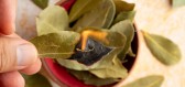 Proč je dobré pálit bobkový list? Provoní byt a uklidní nervy po náročném dnu