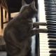 Hit YouTube: Kočka hrající na piano