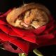 Romantik! Myšák si ustal v růži