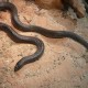 Zoologové objevili nový druh jedovatého hada: Dokáže zabít, aniž by otevřel své čelisti