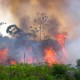 Zachrání Norsko deštné pralesy? Schválilo totiž zákaz palmových olejů.