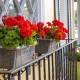 Květiny v truhlíku na oknech a balkónech ozdobí váš dům