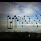 Geniální: muzika podle ptáků na drátech