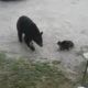 VIDEO: Kočka zahnala na útěk medvěda!