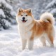 Která psí plemena jsou ve svém živlu, když venku napadne sníh?