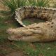 Těhotná žena vytáhla muže z krokodýlích čelistí!
