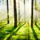 Zázračná energie stromů – co všechno dokáže?
