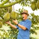 Durian: Nejdelikátnější ovoce, které ale nesnesitelně páchne