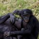 Co lidé zdědili po šimpanzích?
