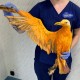 Záchrana exotického ptáka pobavila nejen veterináře